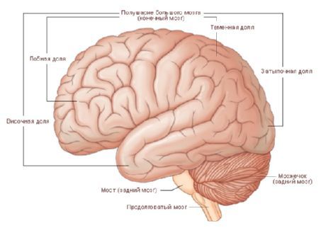 Ο εγκέφαλος.  Το ημισφαίριο του εγκεφάλου