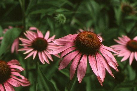 Echinacea