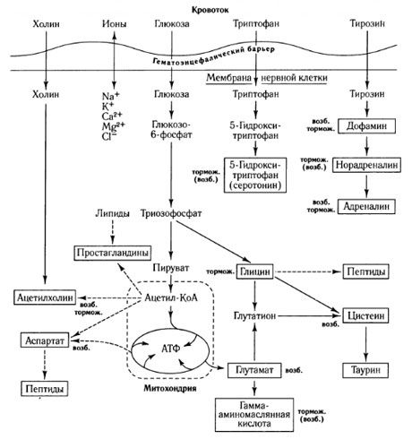 Οι τρόποι ανταλλαγής διαμεσολαβητή και ο ρόλος του αιματοεγκεφαλικού φραγμού στον μεταβολισμό (στο: Shepherd, 1987)