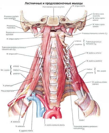 Οι βαθιές μύες του λαιμού