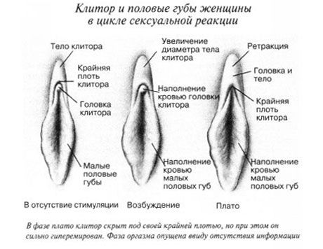 Clitoris κατά τη διάρκεια της συνουσίας
