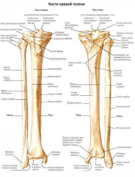 Οστά των οστών