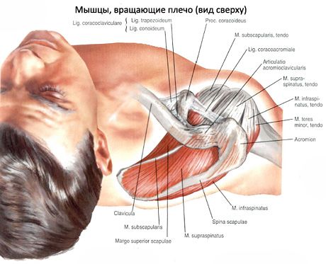 Μυϊκοί και υποξενοί μύες
