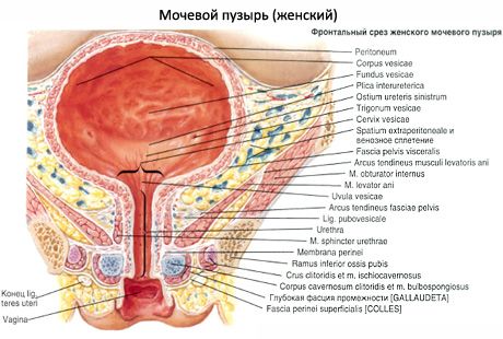 Κύστη (vesica urinaria)