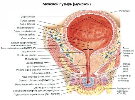 Κύστη (vesica urinaria)