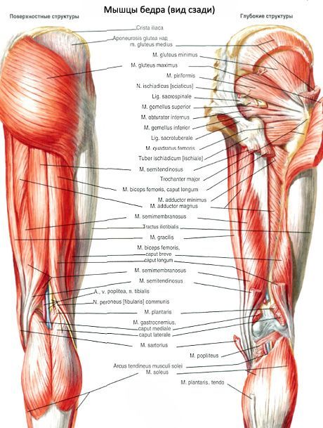 Άνω και κάτω δίδυμοι μύες 