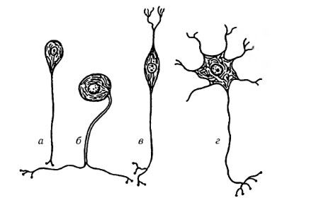 Είδη νευρικών κυττάρων