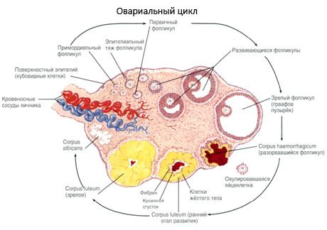 Ωογένεση.  Ο εμμηνορροϊκός κύκλος