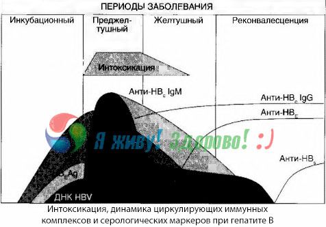 Η παθογένεση της ηπατίτιδας Β