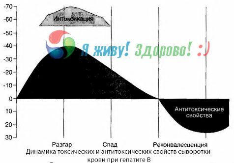 Η παθογένεση της ηπατίτιδας Β