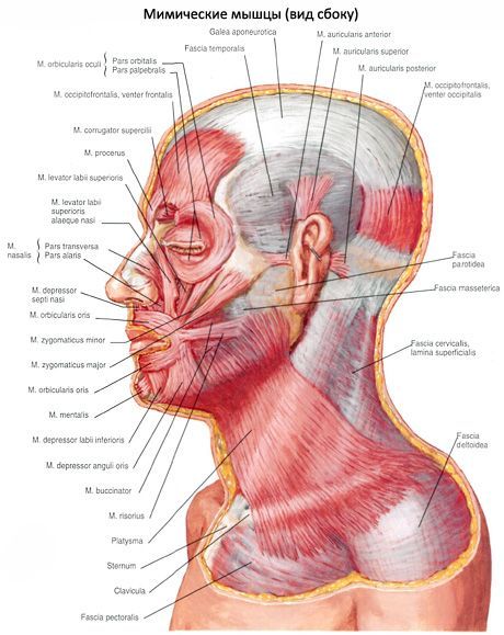 Ο υποδόριος μυς του λαιμού (πλατίσμα)
