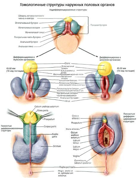 Ομόλογες δομές των εξωτερικών γεννητικών οργάνων