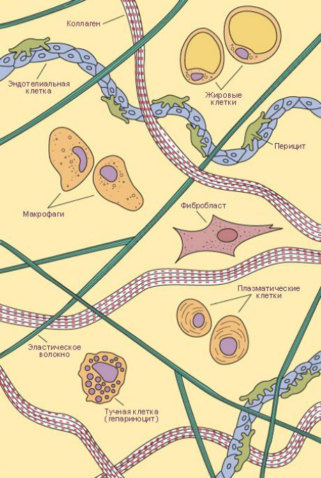 Συνδετικός ιστός.  Τύποι κυττάρων και ινών χαλαρού συνδετικού ιστού