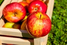 Διατροφή μήλου: ποικιλίες