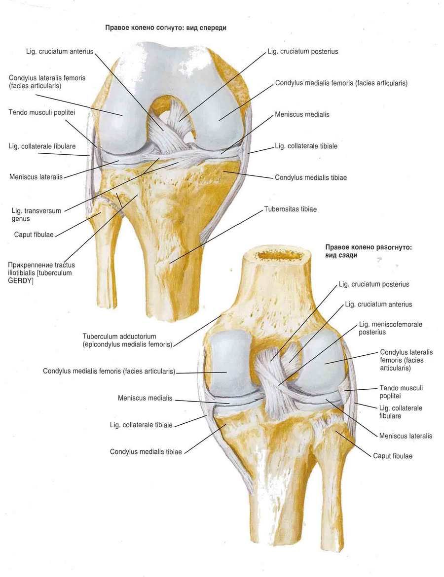 Σύνδεσμοι άρθρωσης γόνατος