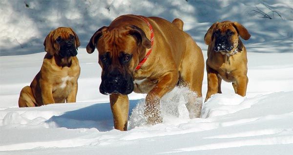 Νότιας Αφρικής Mastiff ή Boerboel