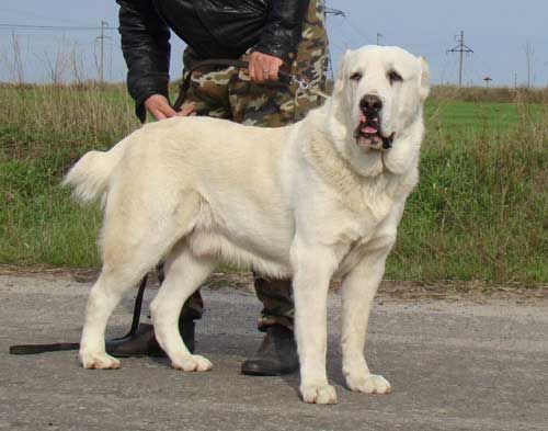 Σκύλος της Κεντρικής Ασίας