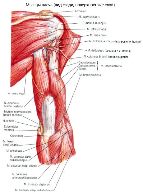 Ο μυς του βραχιόνιου τρικεφάλου (triceps peli)
