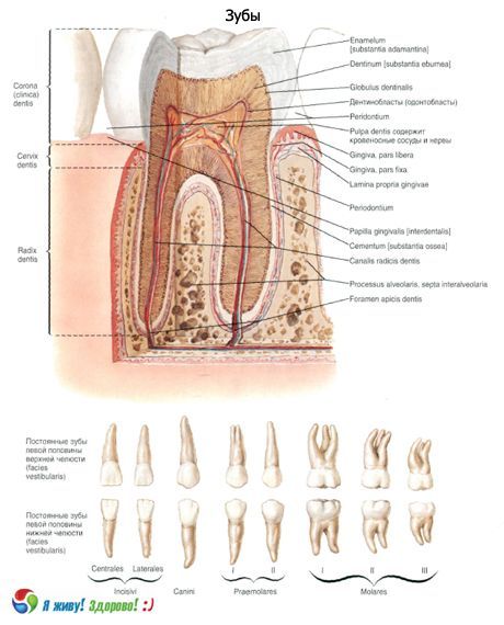 Δόντια.  Δομή του δοντιού
