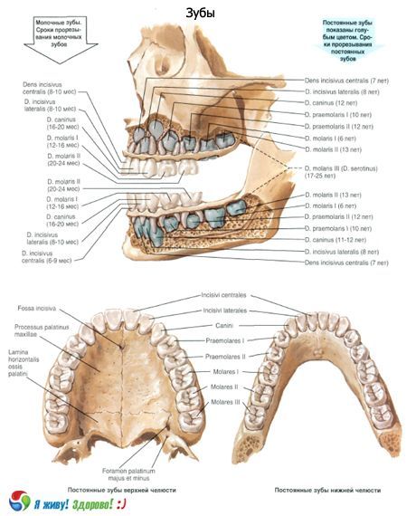 Δόντια.  Δομή του δοντιού
